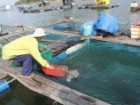 Lưới nuôi trồng thủy sản an toàn giá rẻ.
